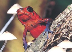 Tree frog in Costa Rica
