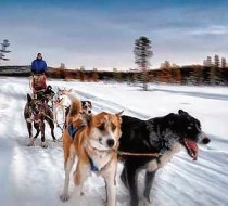 Dog sledding in Europe