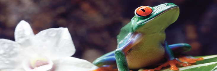 Costa Rica is an ideal location to explore on one of our relaxed activity holidays.