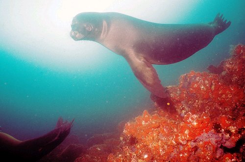 galapagos-derekkeats Photo: Derek Keats/Flickr