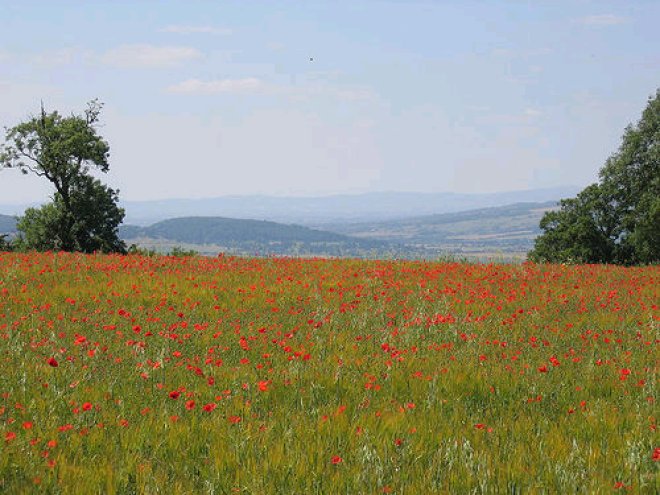 johnnieshannon-poppies johnnieshannon-poppies