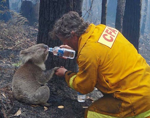 koala1 Photo: Sandy Austin Whanau/flickr
