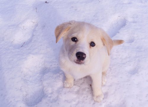 puppy-jpctalbot Photo: JPC Talbot/Flickr