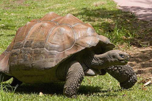 tortoise-xoque Photo: Xoque/Flickr