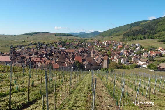 Vineyards above Riquewihr