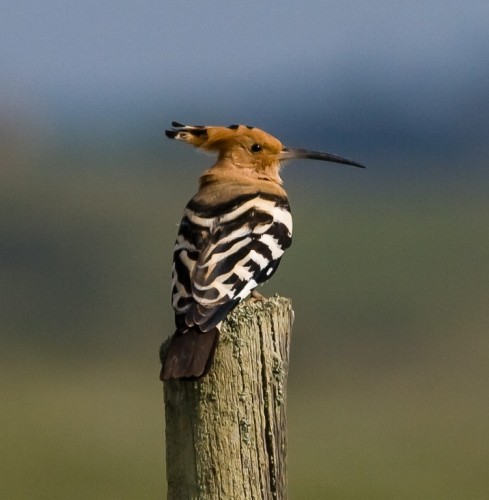 Hoopoe Bird