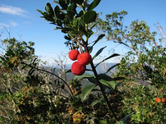 Medronho Fire Brandy