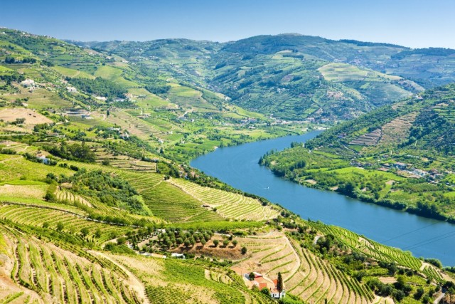 Vineyards in Douro Valley, Portugal