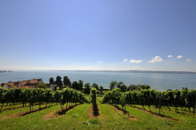 Vineyards set on hilltop overlooking Lake Constance.