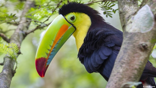 Keel-Billed Toucan (Ramphastos sulfuratus), Limon, Costa Rica.