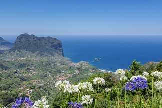 Ocean view from the Levada Ribeira Frio-Portela foreground hydrangea flowers. Madeira island, Portugal.