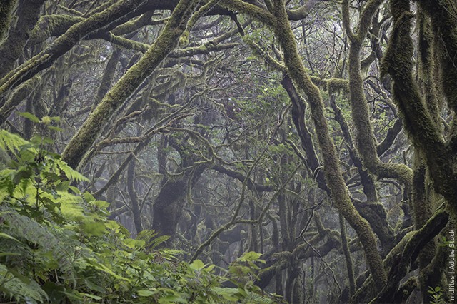 The Laurisilva Forest