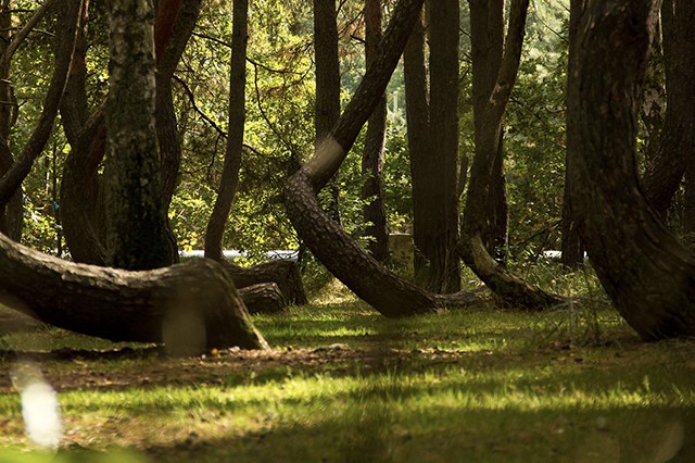 CURVED TREES FROM HOIA-BACIU