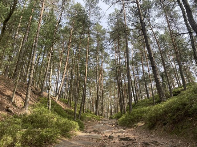 Woodland area with tall pine trees, Czechia. Bohemian Paradise.