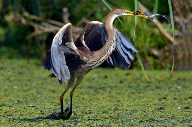 Purple Heron