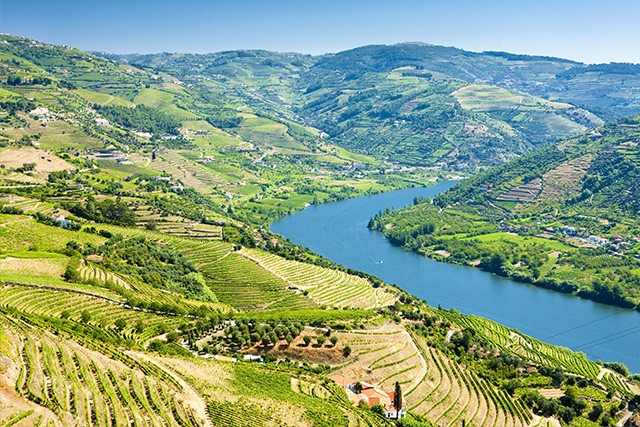 Vineyards in Douro Valley, Portugal.