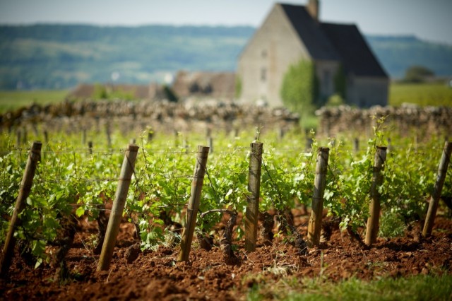 Vineyards-of-Olivier-06b5a690709f53546c0b5c50c2b2c21c