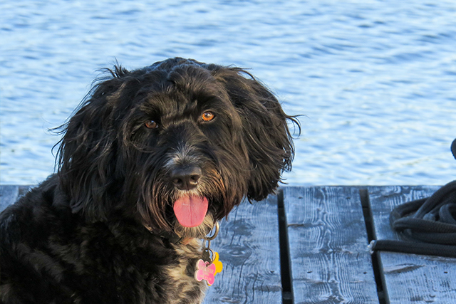 Have I made you smile? Dog on a dock sticking out her tongue.