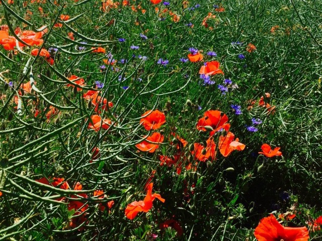 Wildflowers-gastro-burgundy