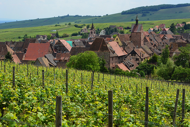 A view over the vineyards into village of Riquewihr, France.