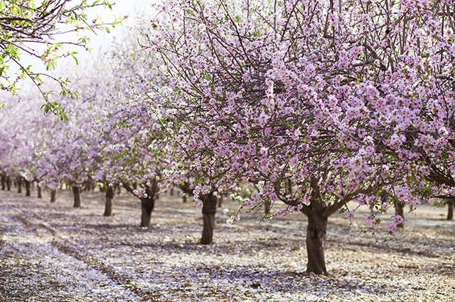 Pink Almond Blossoms - Valencia