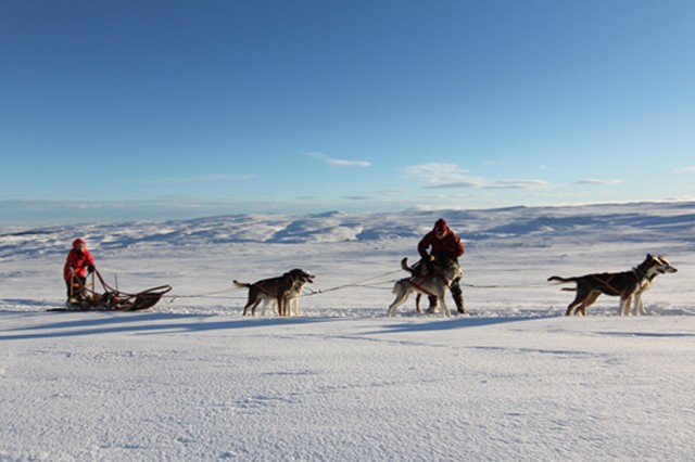 Dog sledding in Norway