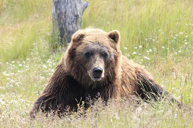 A brown bear taking a time out