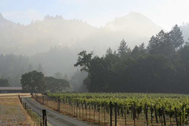 The hills and vines of California