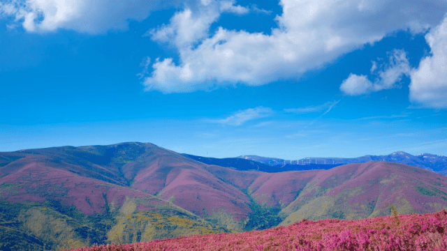 León to Ponferrada and Sarria Rolling mountains covered in pink and purple vegetation under a bright blue sky with scattered white clouds.