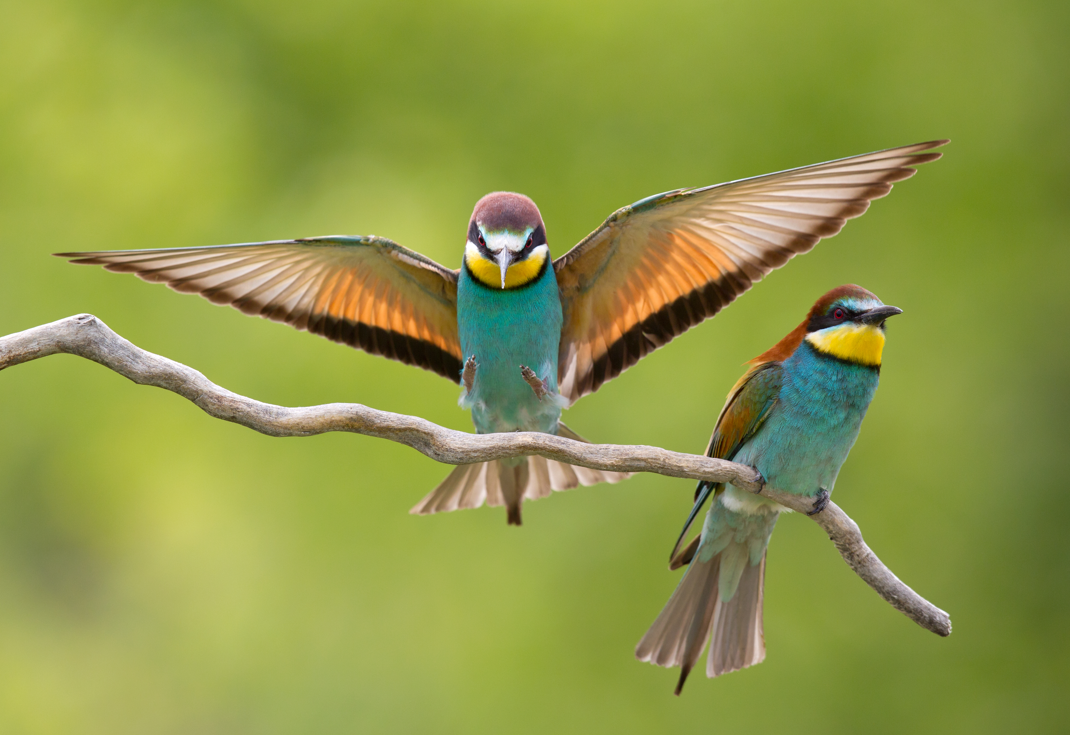 Shutterstock Bird