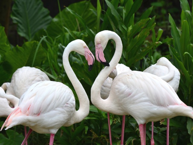 Greater Flamingo