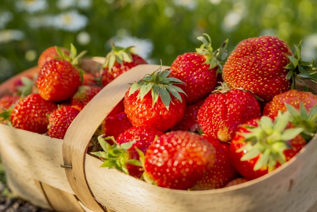 Fresh Strawberries