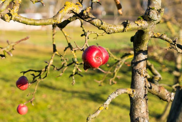 The region's famous apples growing on Reichenau