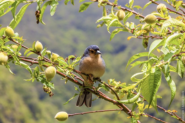 Bird sitting on a tree in madeira